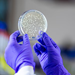 Purple-gloved hands hold up a petri dish with bacterial colonies.