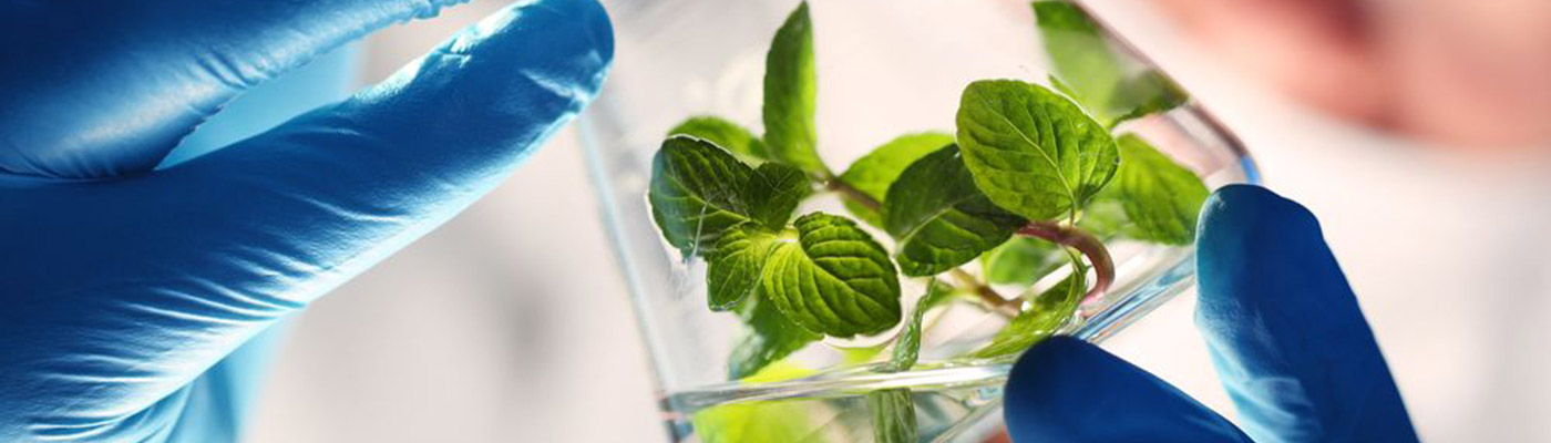 A plant growing in a sample bottle