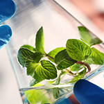 A plant growing in a sample bottle